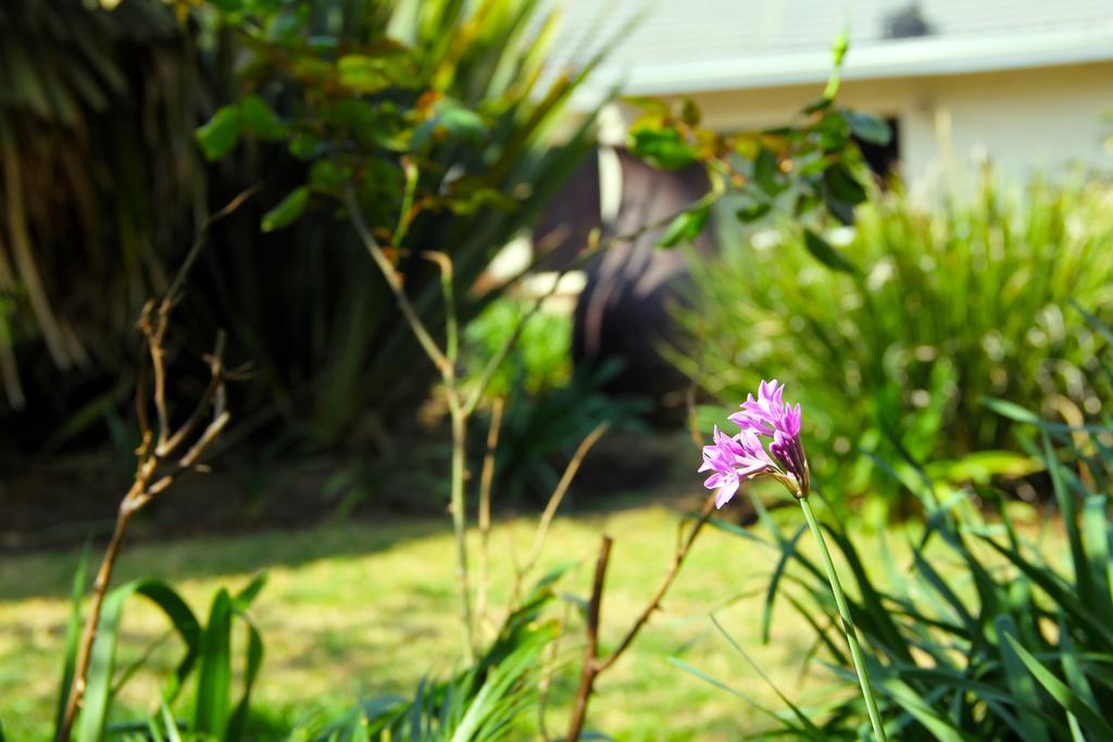 La Coscello Guest House Edenvale Luaran gambar